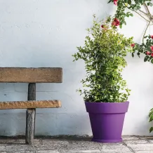 Monacis Buiten Bloempot  Ø50xH45 cm Gemma mat Paars kompleet met onderschotel