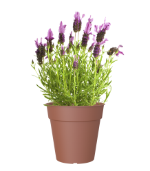 Artevasi Madagascar  50 buiten bloempot  Ø 50 h47,7 cm terra cotta