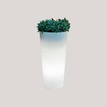 images/productimages/small/ng-ficus-fr.jpeg