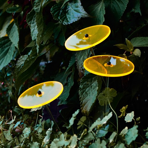 Cazador-del-sol - Het origineel | boeket van 3 zonnevangers geel | diameter 8 cm | hoogte 25 cm