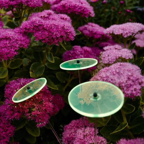 Cazador-del-sol - Het origineel | boeket van 3 zonnevangers groen | diameter 8 cm | hoogte 25 cm