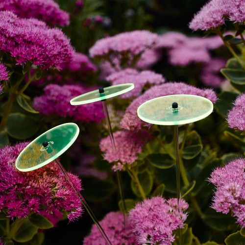 Cazador-del-sol - Het origineel | boeket van 3 zonnevangers groen | diameter 8 cm | hoogte 25 cm