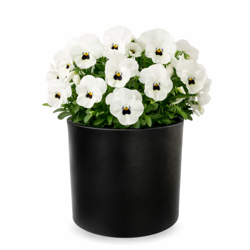 Newgarden Hortensia 30 Kunststof Ø 30 cm H 30cm zwart Buiten Bloempot