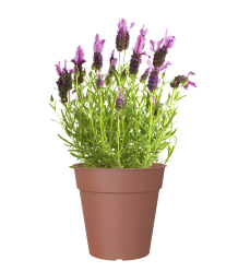 Artevasi Madagascar  50 buiten bloempot  Ø 50 h47,7 cm terra cotta